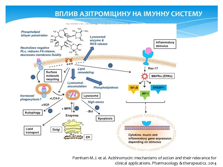 ВПЛИВ АЗІТРОМІЦИНУ НА ІМУННУ СИСТЕМУ Pamham M.J. et al. Azithromycin: mechanisms