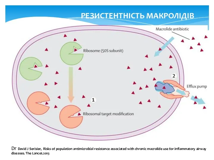 Dr David J Serisier, Risks of population antimicrobial resistance associated with