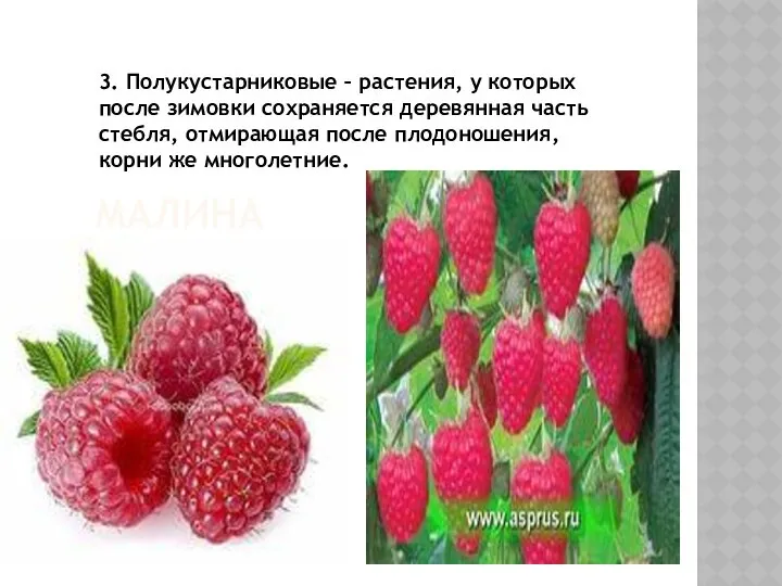 МАЛИНА 3. Полукустарниковые – растения, у которых после зимовки сохраняется деревянная