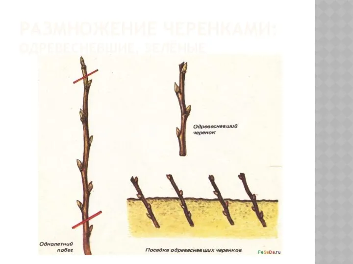 РАЗМНОЖЕНИЕ ЧЕРЕНКАМИ: ОДРЕВЕСНЕВШИЕ, ЗЕЛЁНЫЕ