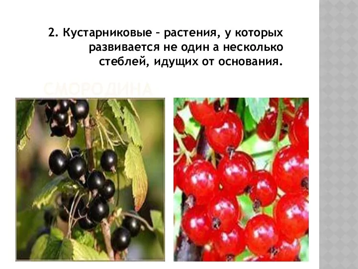 СМОРОДИНА 2. Кустарниковые – растения, у которых развивается не один а несколько стеблей, идущих от основания.