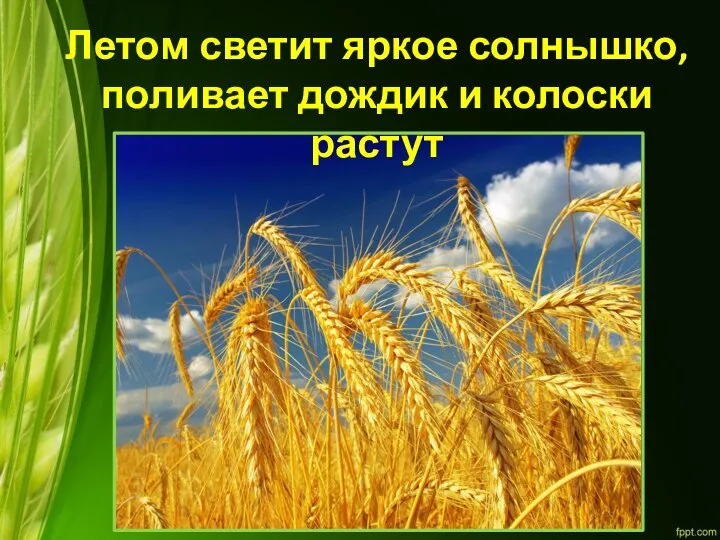 Летом светит яркое солнышко, поливает дождик и колоски растут