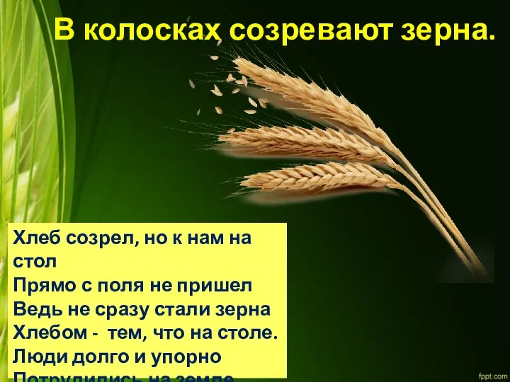 В колосках созревают зерна. Хлеб созрел, но к нам на стол