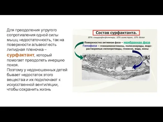 Для преодоления упругого сопротивления одной силы мышц недостаточность, так на поверхности