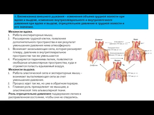 4. Биомеханика внешнего дыхания – изменения объема грудной полости при вдохе