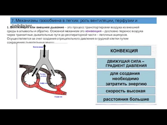 7. Механизмы газообмена в легких: роль вентиляции, перфузии и диффузии. 1.