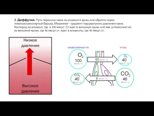 2. Диффузия. Путь переноса газов из альвеол в кровь или обратно