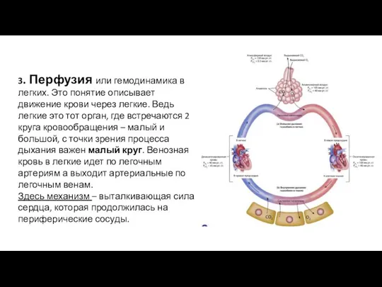 3. Перфузия или гемодинамика в легких. Это понятие описывает движение крови