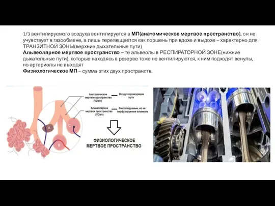 1/3 вентилируемого воздуха вентилируется в МП(анатомическое мертвое пространство), он не учувствует