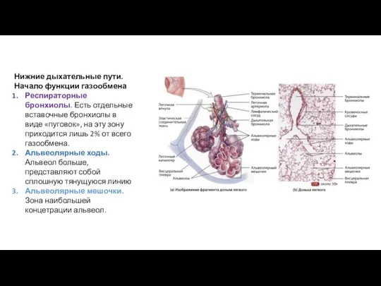 Нижние дыхательные пути. Начало функции газообмена Респираторные бронхиолы. Есть отдельные вставочные