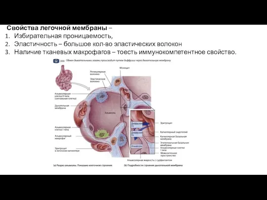 Свойства легочной мембраны – Избирательная проницаемость, Эластичность – большое кол-во эластических