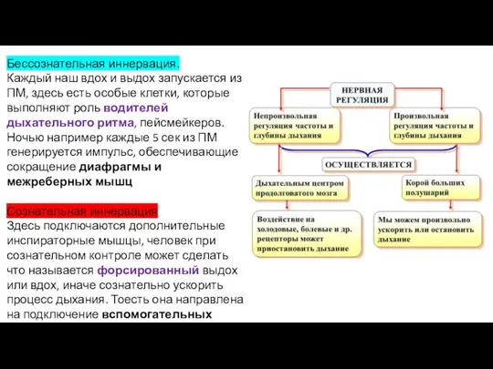 Бессознательная иннервация. Каждый наш вдох и выдох запускается из ПМ, здесь