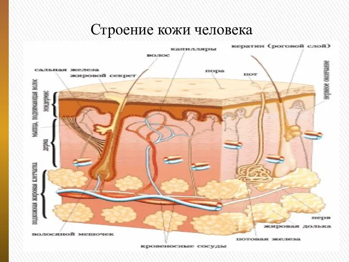 . Строение кожи человека