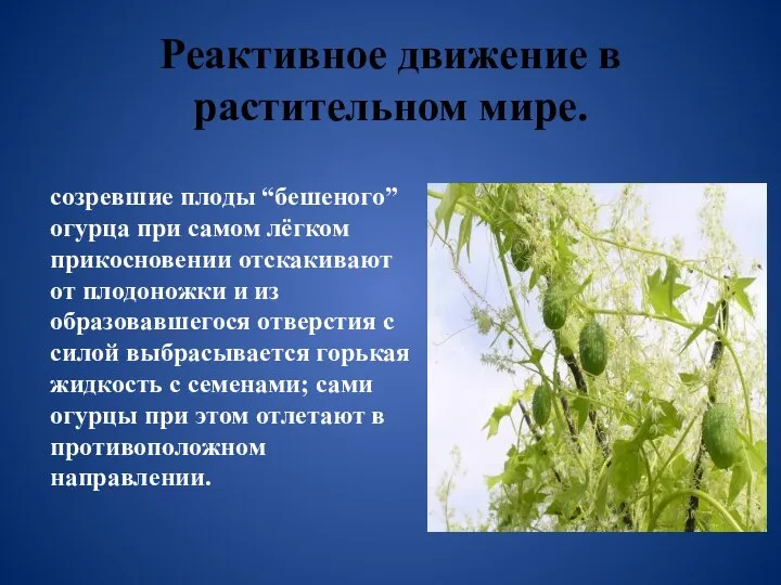 Реактивное движение в растительном мире. созревшие плоды “бешеного” огурца при самом