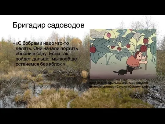 Бригадир садоводов «С бобрами надо что-то делать. Они начали портить яблони