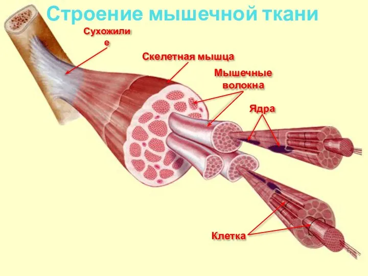 Строение мышечной ткани