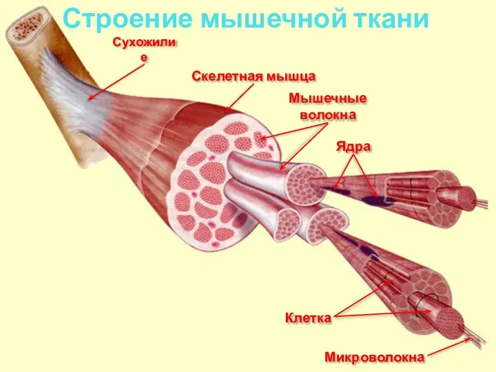 Строение мышечной ткани