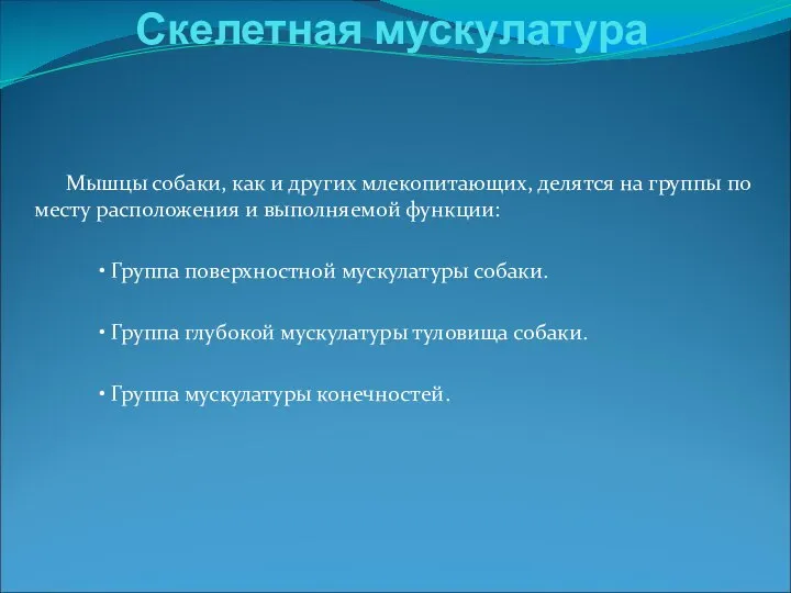 Мышцы собаки, как и других млекопитающих, делятся на группы по месту