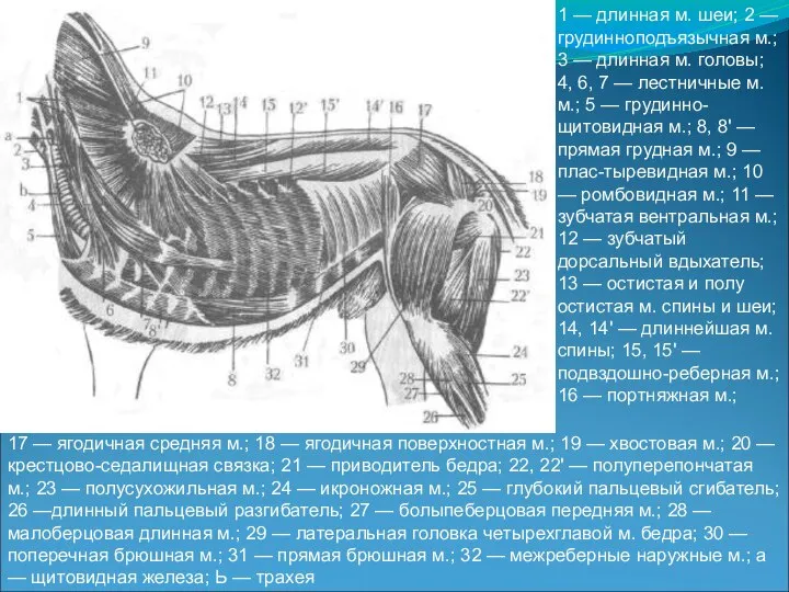 1 — длинная м. шеи; 2 — грудинноподъязычная м.; 3 —