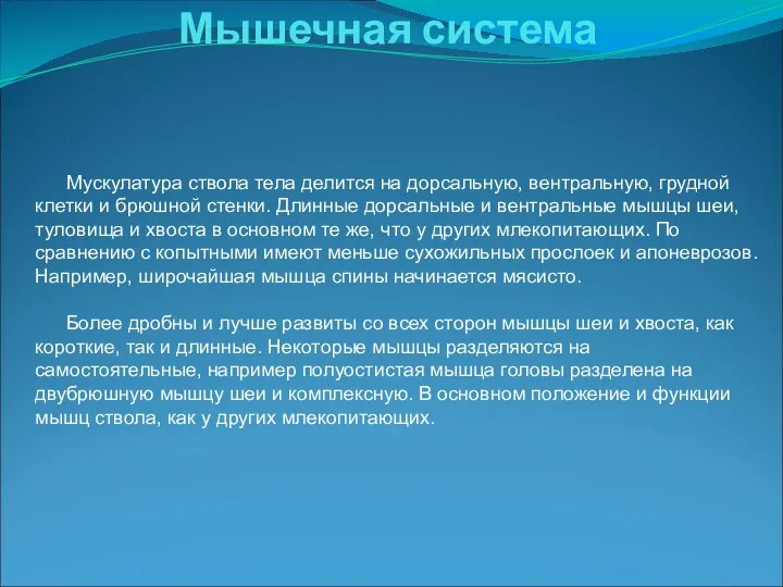 Мускулатура ствола тела делится на дорсальную, вентральную, грудной клетки и брюшной