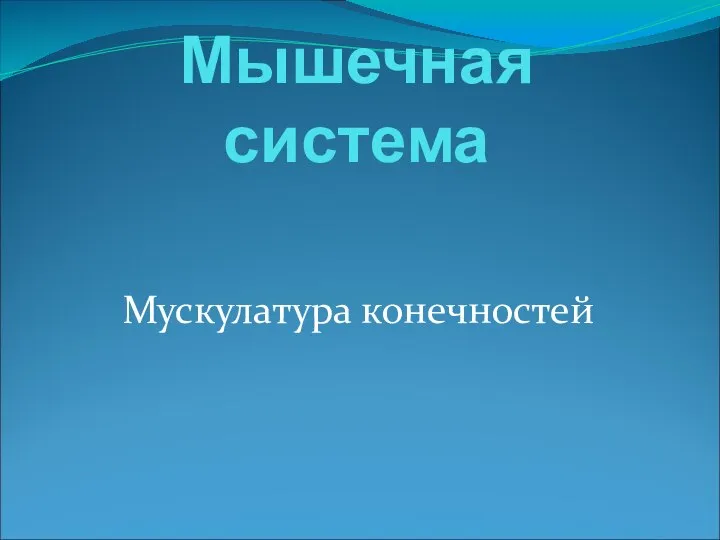 Мышечная система Мускулатура конечностей