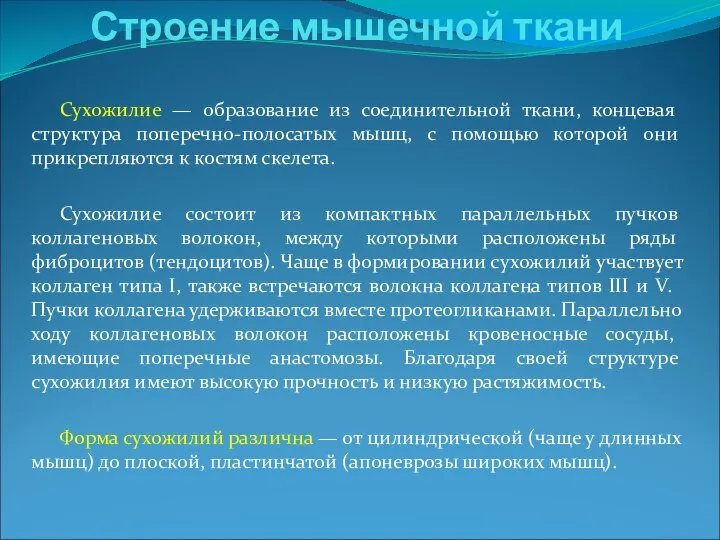 Сухожилие — образование из соединительной ткани, концевая структура поперечно-полосатых мышц, с