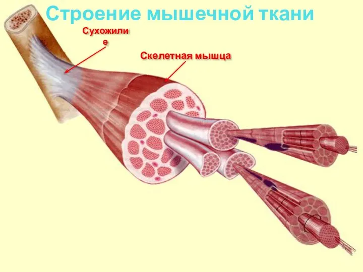 Строение мышечной ткани