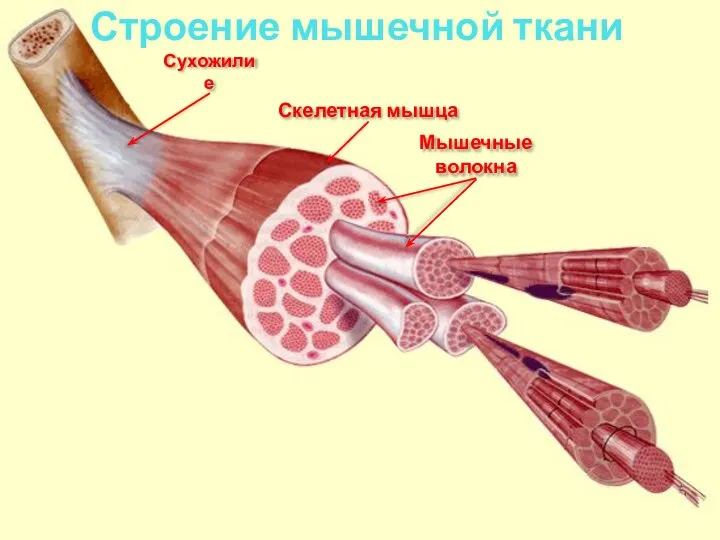 Строение мышечной ткани