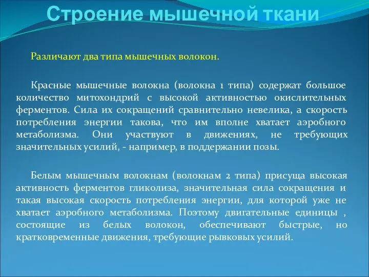 Различают два типа мышечных волокон. Красные мышечные волокна (волокна 1 типа)