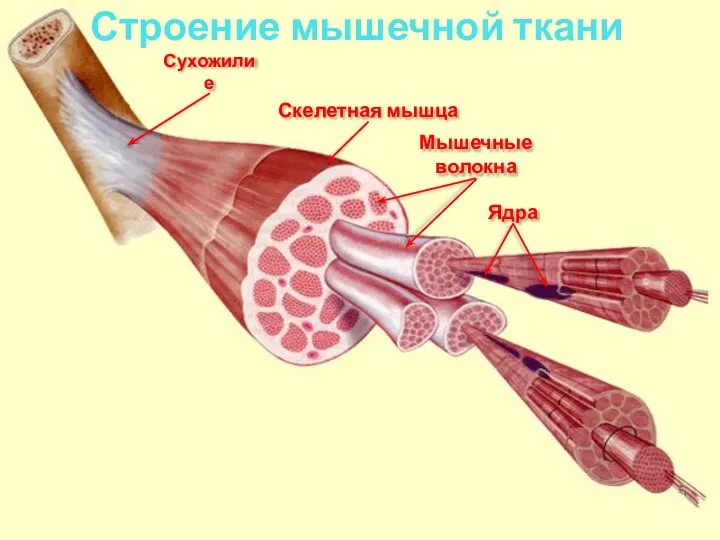 Строение мышечной ткани