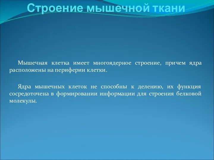 Мышечная клетка имеет многоядерное строение, причем ядра расположены на периферии клетки.