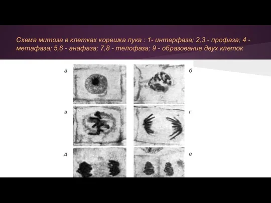 Схема митоза в клетках корешка лука : 1- интерфаза; 2,3 -