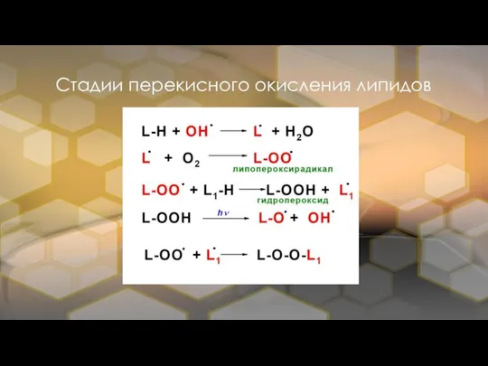 Стадии перекисного окисления липидов