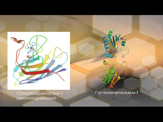 Супероксиддисмутаза-1 (митохондриальная) Глутионпероксидаза-1