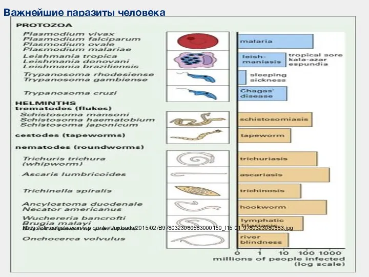 Важнейшие паразиты человека https://clinicalgate.com/wp-content/uploads/2015/02/B9780323080583000150_f15-01-9780323080583.jpg