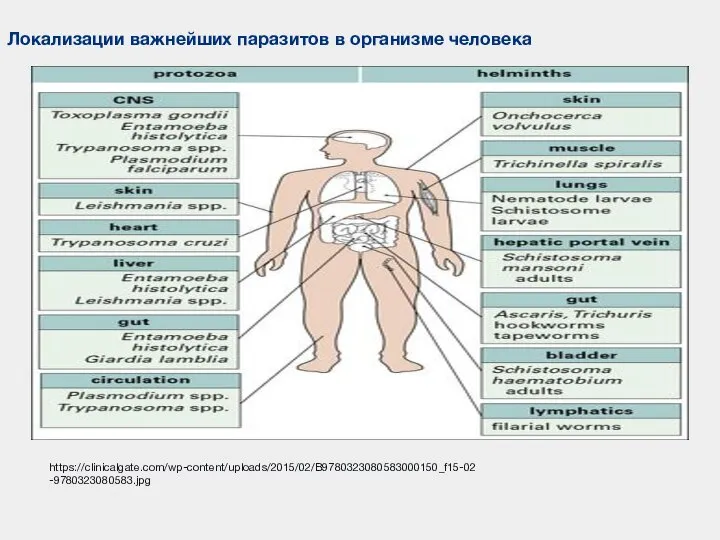 Локализации важнейших паразитов в организме человека https://clinicalgate.com/wp-content/uploads/2015/02/B9780323080583000150_f15-02-9780323080583.jpg