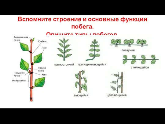 Вспомните строение и основные функции побега. Опишите типы побегов.