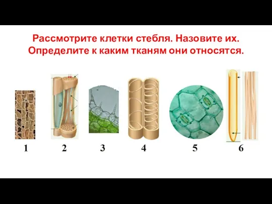 Рассмотрите клетки стебля. Назовите их. Определите к каким тканям они относятся.