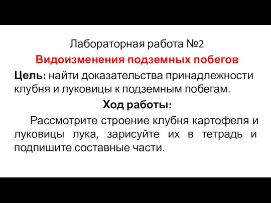 Лабораторная работа №2 Видоизменения подземных побегов Цель: найти доказательства принадлежности клубня