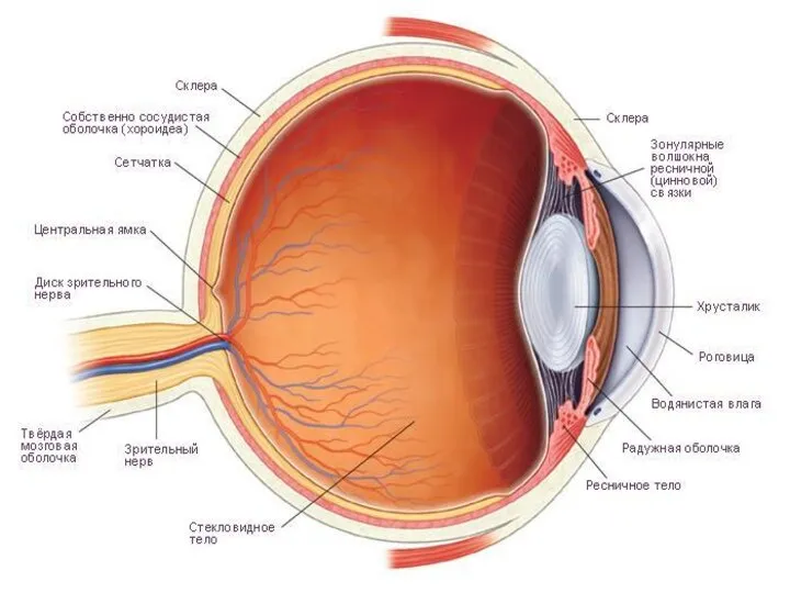 Строение глаза: