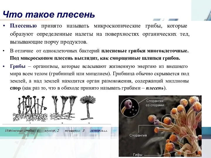 Что такое плесень Плесенью принято называть микроскопические грибы, которые образуют определенные