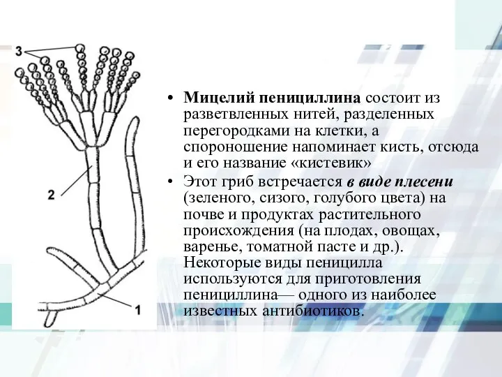 Мицелий пенициллина состоит из разветвленных нитей, разделенных перегородками на клетки, а