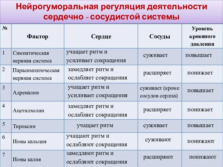 Нейрогуморальная регуляция деятельности сердечно - сосудистой системы учащает ритм и усиливает