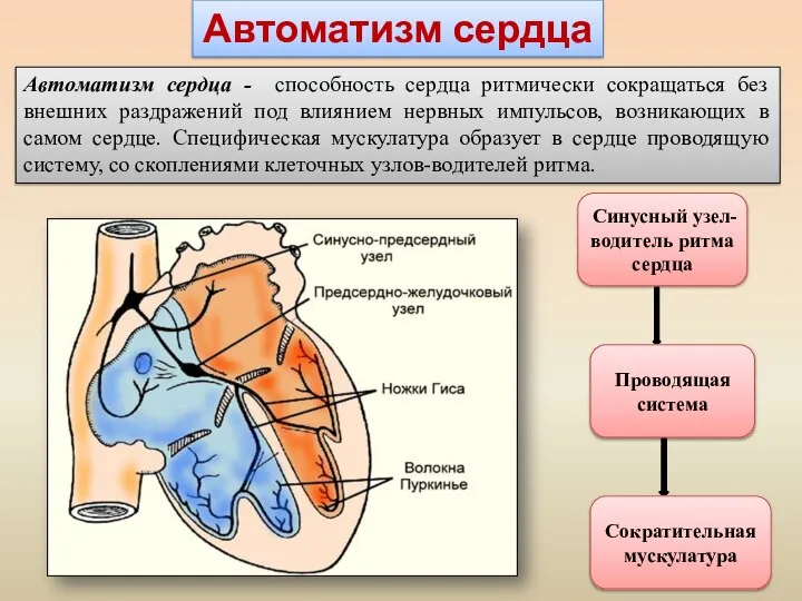 Автоматизм сердца Синусный узел-водитель ритма сердца Проводящая система Сократительная мускулатура Автоматизм