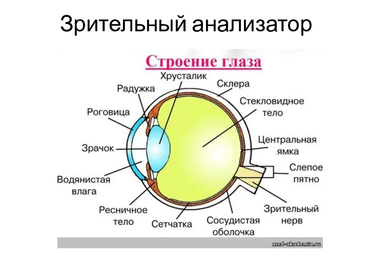 Зрительный анализатор