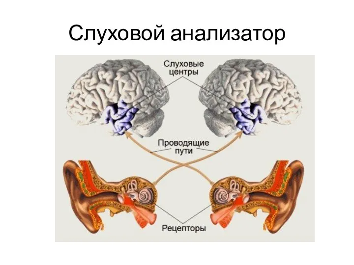 Слуховой анализатор