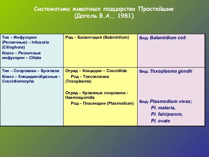 Систематика животных подцарства Простейшие (Догель В.А., 1981)