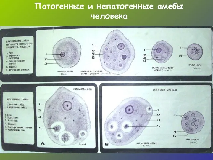 Патогенные и непатогенные амебы человека