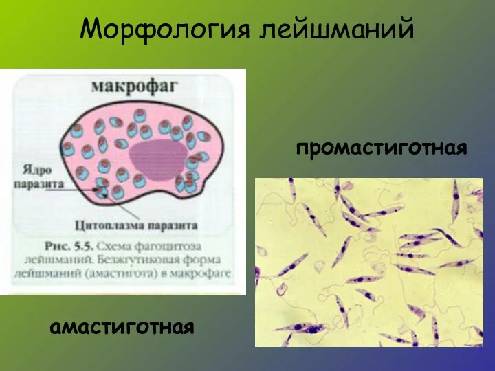 Морфология лейшманий амастиготная промастиготная