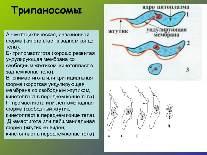 Трипаносомы А - метациклическая, инвазионная форма (кинетопласт в заднем конце тела).